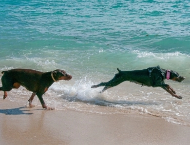 AKC Full Euro AKC Full Euro Doberman Pinscher