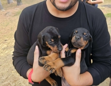 AKC Full Euro AKC Full Euro Doberman Pinscher