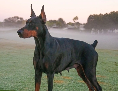 AKC Full Euro AKC Full Euro Doberman Pinscher