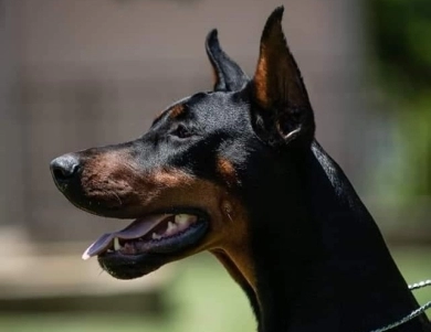 AKC Full Euro AKC Full Euro Doberman Pinscher