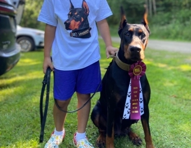 AKC Full Euro AKC Full Euro Doberman Pinscher