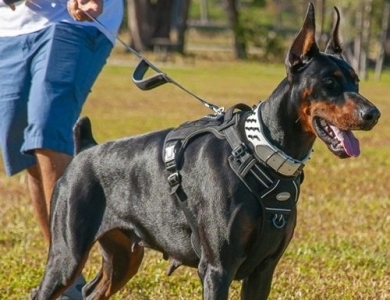 AKC Full Euro AKC Full Euro Doberman Pinscher