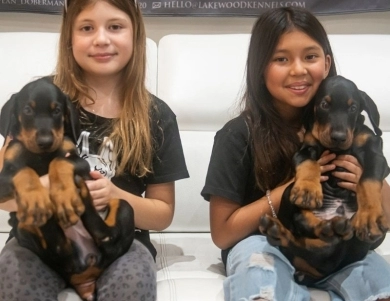 AKC Full Euro AKC Full Euro Doberman Pinscher