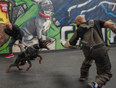 AKC Full Euro AKC Full Euro Doberman Pinscher