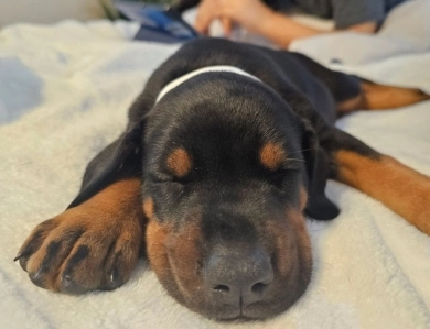 AKC Full Euro AKC Full Euro Doberman Pinscher