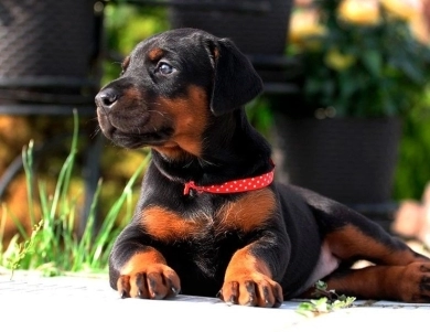 AKC Full Euro AKC Full Euro Doberman Pinscher