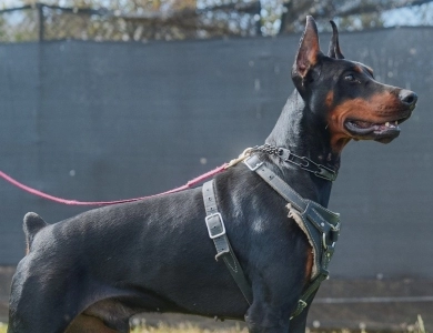 AKC Full Euro AKC Full Euro Doberman Pinscher