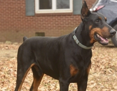AKC Full Euro AKC Full Euro Doberman Pinscher