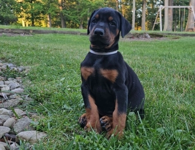 AKC Full Euro AKC Full Euro Doberman Pinscher