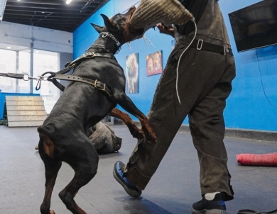 AKC Full Euro AKC Full Euro Doberman Pinscher