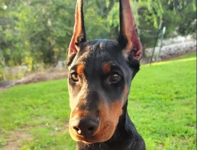 AKC Full Euro AKC Full Euro Doberman Pinscher