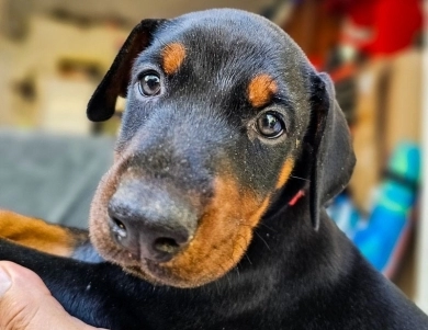 AKC Full Euro AKC Full Euro Doberman Pinscher