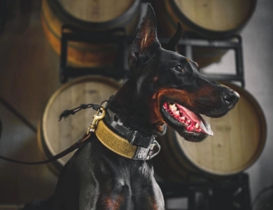 AKC Full Euro AKC Full Euro Doberman Pinscher