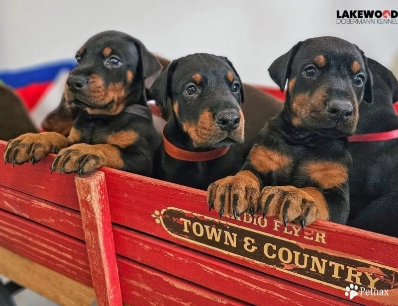 AKC Full Euro  Doberman Pinscher