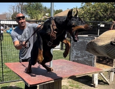 AKC Full Euro AKC Full Euro Doberman Pinscher