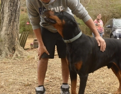 AKC Full Euro AKC Full Euro Doberman Pinscher