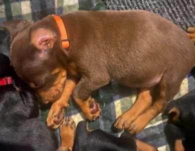 AKC Full Euro AKC Full Euro Doberman Pinscher
