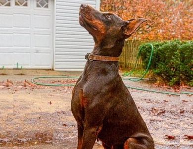 AKC Full Euro AKC Full Euro Doberman Pinscher