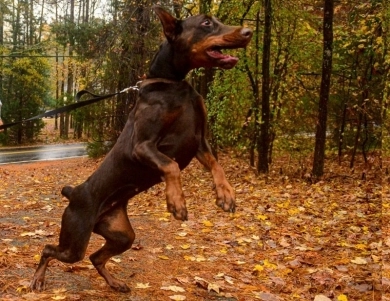 AKC Full Euro AKC Full Euro Doberman Pinscher