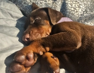 AKC Full Euro AKC Full Euro Doberman Pinscher