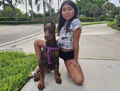 AKC Full Euro AKC Full Euro Doberman Pinscher