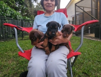 AKC Full Euro AKC Full Euro Doberman Pinscher