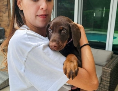 AKC Full Euro AKC Full Euro Doberman Pinscher