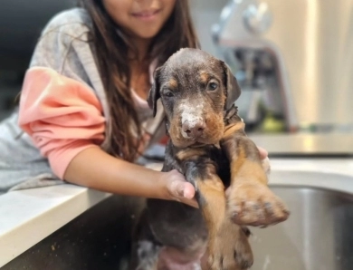AKC Full Euro AKC Full Euro Doberman Pinscher