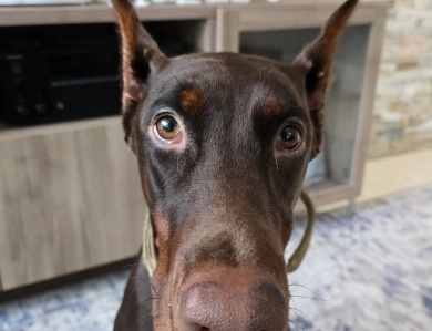 AKC Full Euro AKC Full Euro Doberman Pinscher