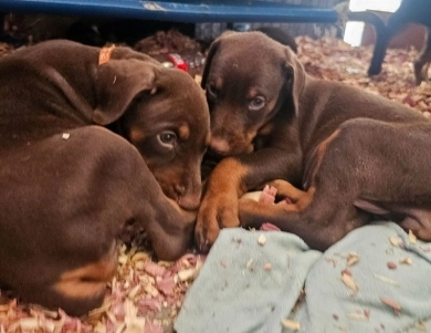AKC Full Euro AKC Full Euro Doberman Pinscher
