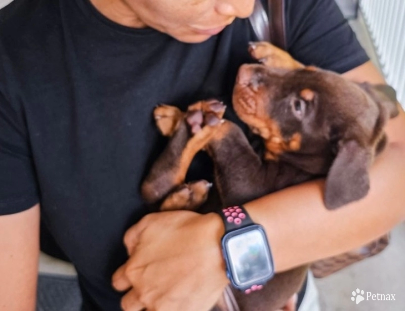 AKC Full Euro  Doberman Pinscher