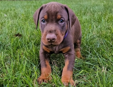 AKC Full Euro AKC Full Euro Doberman Pinscher
