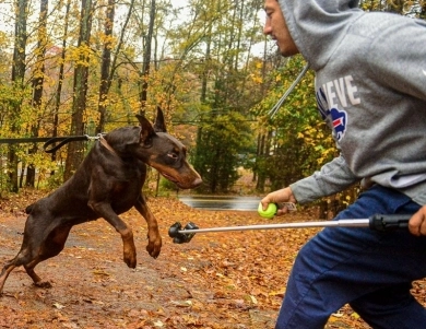 AKC Full Euro AKC Full Euro Doberman Pinscher