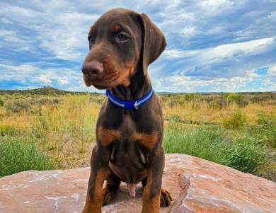 AKC Full Euro AKC Full Euro Doberman Pinscher