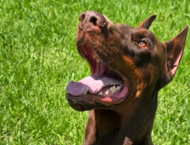 AKC Full Euro AKC Full Euro Doberman Pinscher