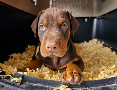 AKC Full Euro AKC Full Euro Doberman Pinscher