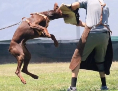 AKC Full Euro AKC Full Euro Doberman Pinscher