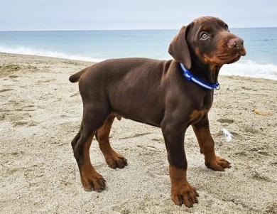 AKC Full Euro AKC Full Euro Doberman Pinscher