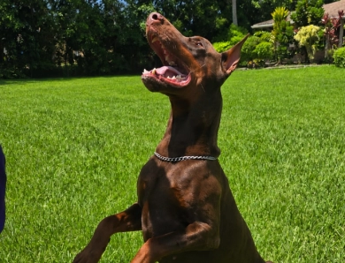 AKC Full Euro AKC Full Euro Doberman Pinscher