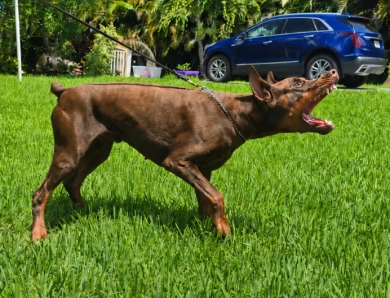 AKC Full Euro AKC Full Euro Doberman Pinscher