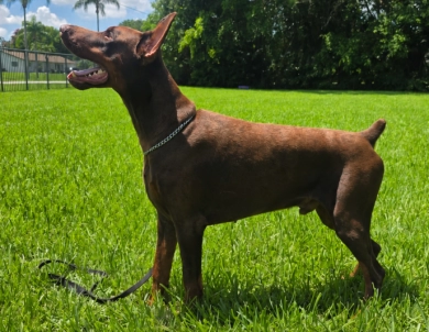AKC Full Euro AKC Full Euro Doberman Pinscher