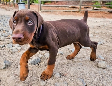 AKC Full Euro AKC Full Euro Doberman Pinscher