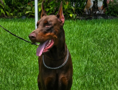 AKC Full Euro AKC Full Euro Doberman Pinscher