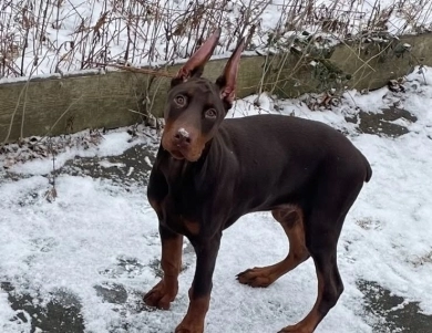 AKC Full Euro AKC Full Euro Doberman Pinscher
