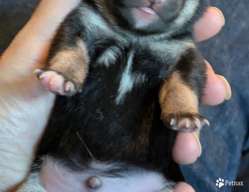 Addy Bravo Boy 1 Shiba Inu