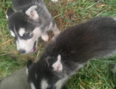 #1 Alaskan Malamute