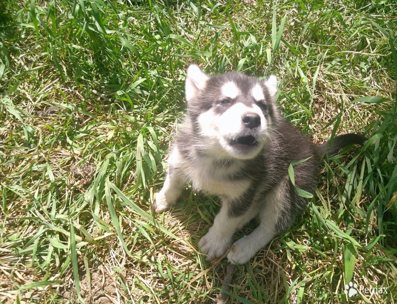 #1 Alaskan Malamute
