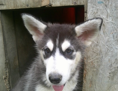 #1 Alaskan Malamute