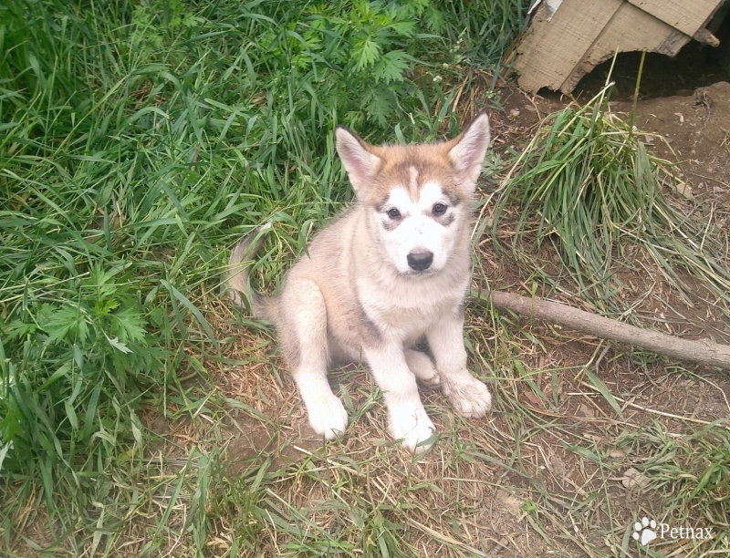 #2 Alaskan Malamute