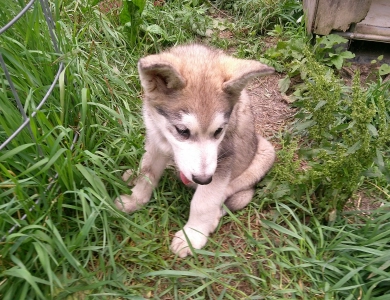#2 Alaskan Malamute